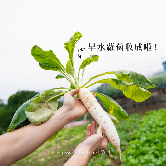 望月蘿蔔糕記事:早水遲水蘿蔔